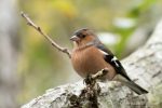 Chaffinch - The Hall of Einar - photograph (c) 2016 David Bailey (not the)