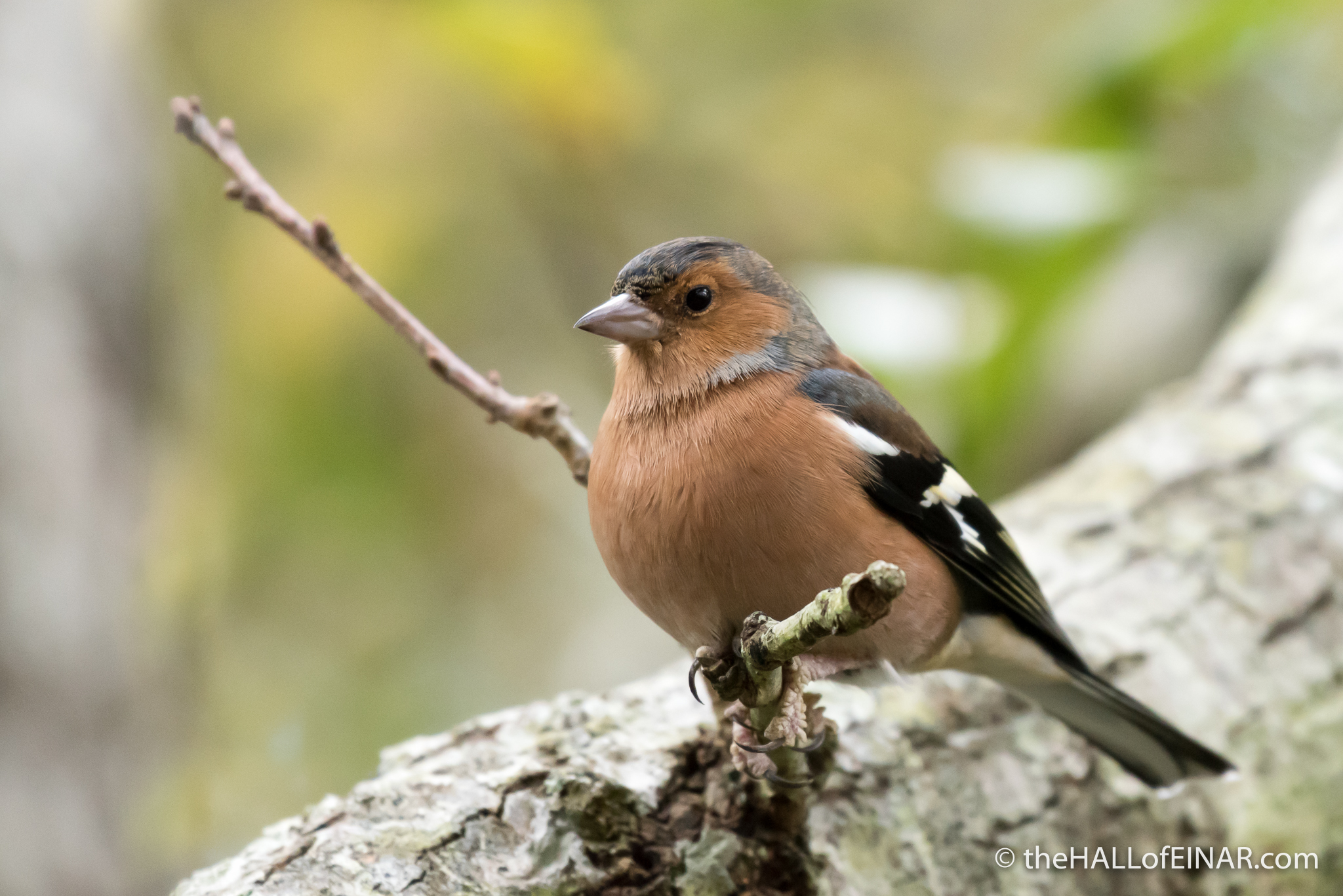Chaffinch - The Hall of Einar - photograph (c) 2016 David Bailey (not the)