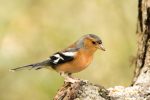 Chaffinch - The Hall of Einar - photograph (c) 2016 David Bailey (not the)