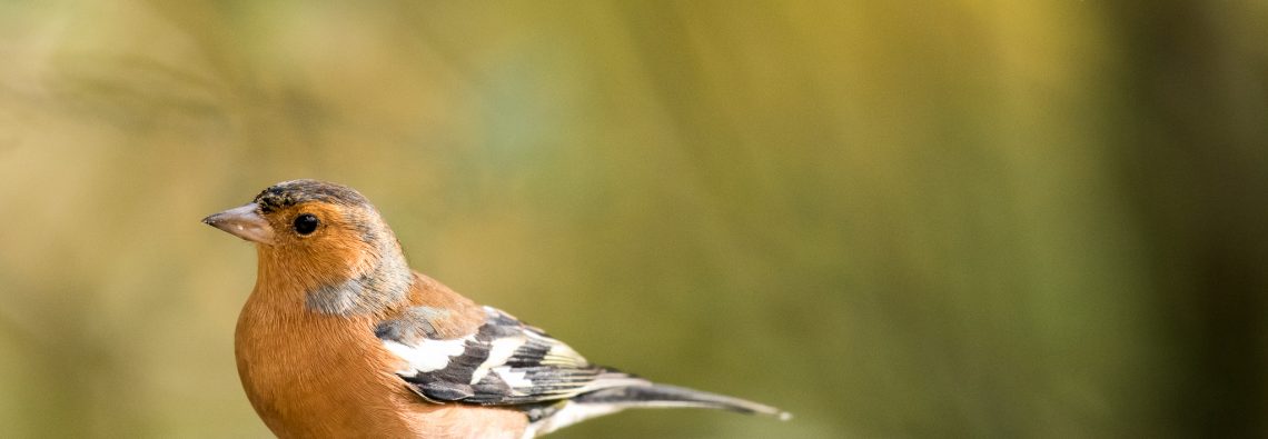 Chaffinch - The Hall of Einar - photograph (c) 2016 David Bailey (not the)