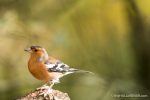 Chaffinch - The Hall of Einar - photograph (c) 2016 David Bailey (not the)