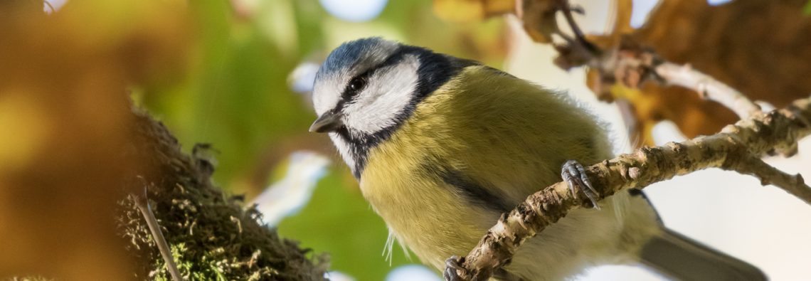Blue Tit - The Hall of Einar - photograph (c) 2016 David Bailey (not the)