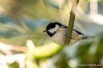 Coal Tit - 1970s Nature Notebooks - The Hall of Einar