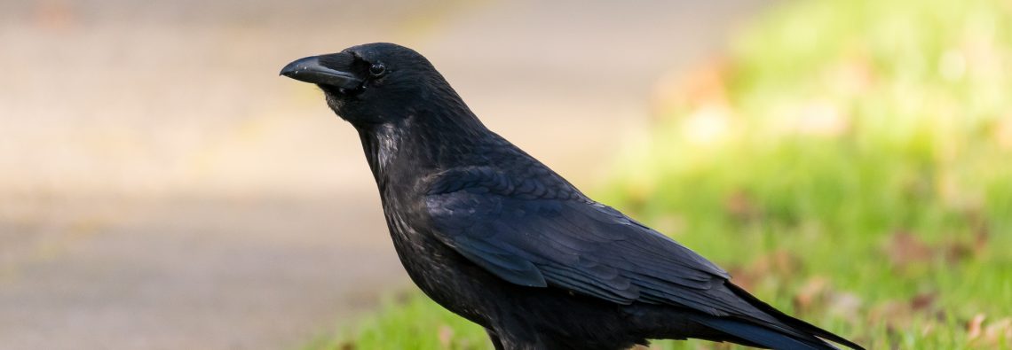 Carrion Crow - The Hall of Einar - photograph (c) David Bailey (not the)