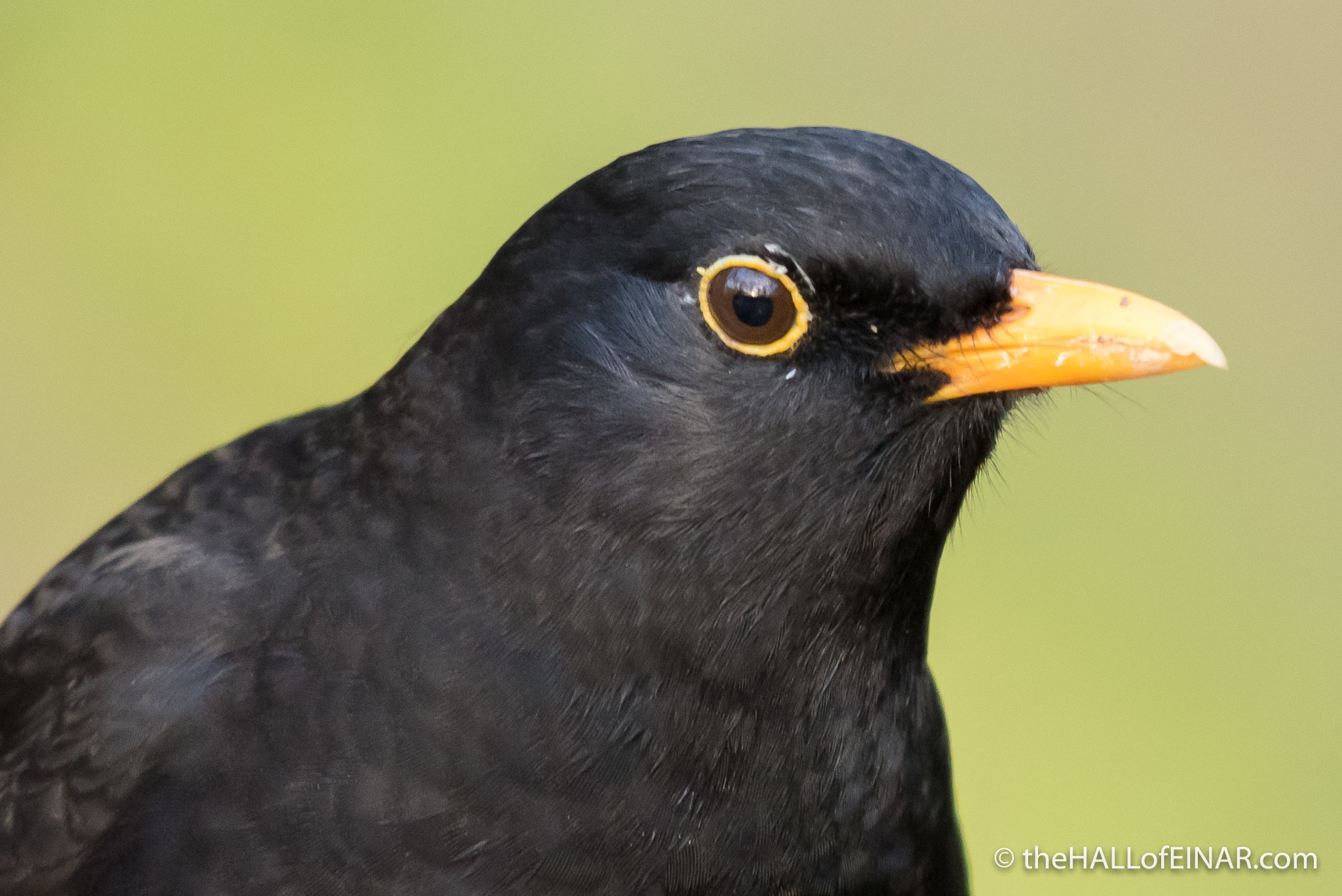 The First Ladybird Book Of British Birds 10 The Blackbird David At The First Ladybird Book Of British Birds 10 The Blackbird David At