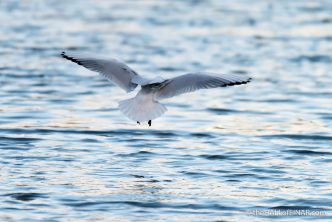 Black Headed Gull - The Hall of Einar - photograph (c) David Bailey (not the)