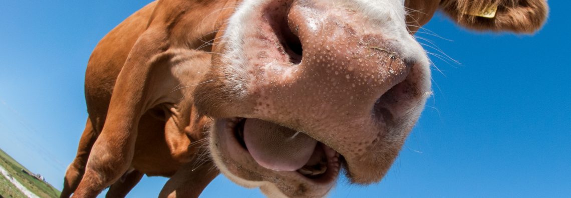 Westray Cattle - The Hall of Einar - photograph (c) David Bailey (not the)