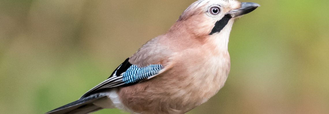 Jay - The Hall of Einar - photograph (c) David Bailey (not the)