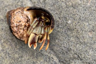Hermit Crab - The Hall of Einar - photograph (c) David Bailey (not the)