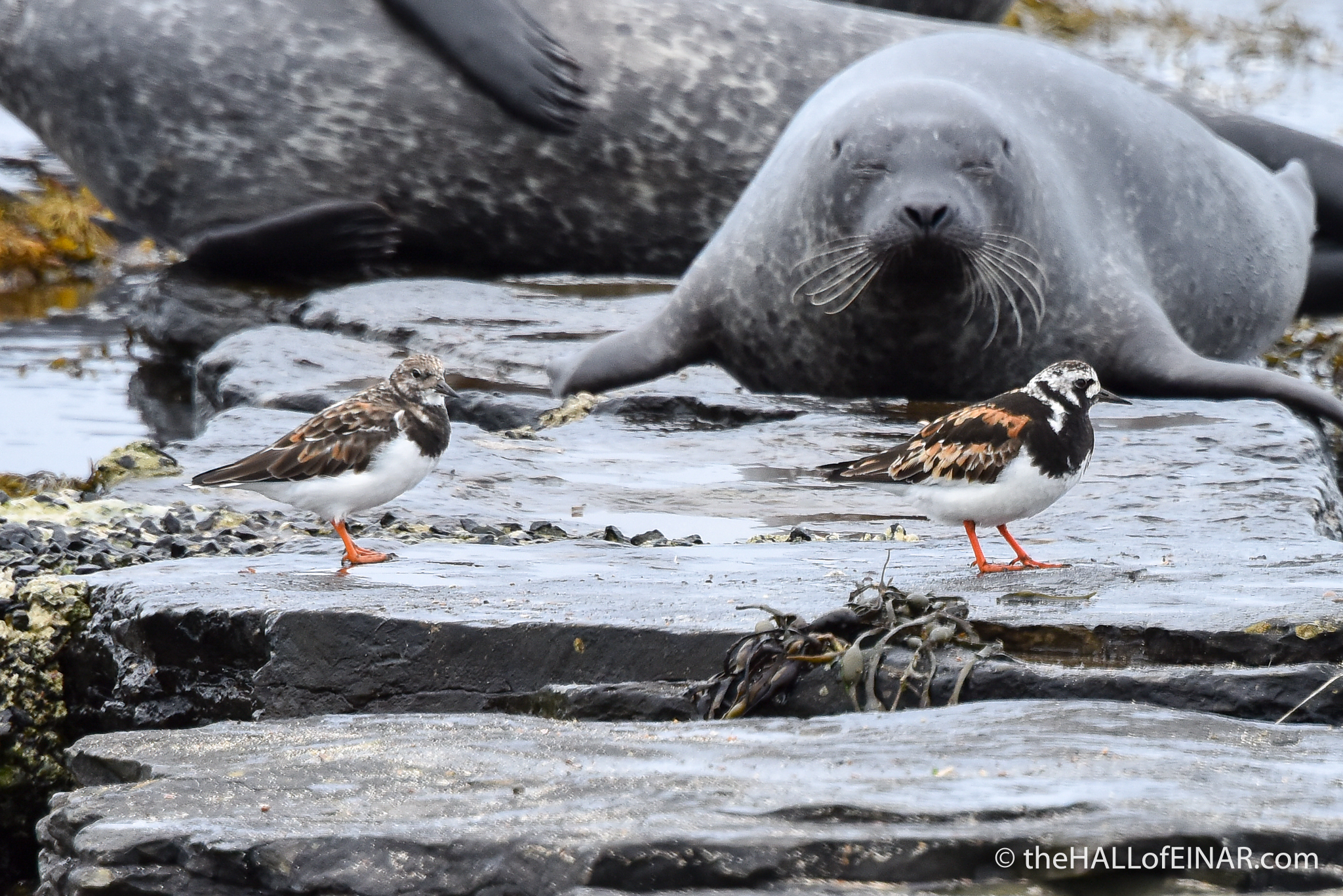 Seal and Turnstones - The Hall of Einar - photograph (c) David Bailey (not the)