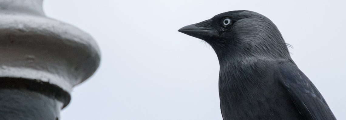 Jackdaw - The Hall of Einar - photograph (c) David Bailey (not the)