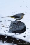 Grey Wagtail - The Hall of Einar - photograph (c) 2016 David Bailey (not the)