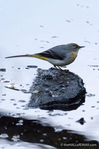 Grey Wagtail - The Hall of Einar - photograph (c) 2016 David Bailey (not the)