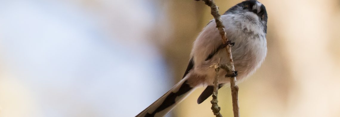 Long-Tailed Tits - The Hall of Einar - photograph (c) 2016 David Bailey (not the)