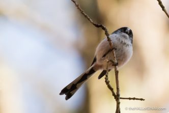 Long-Tailed Tits - The Hall of Einar - photograph (c) 2016 David Bailey (not the)