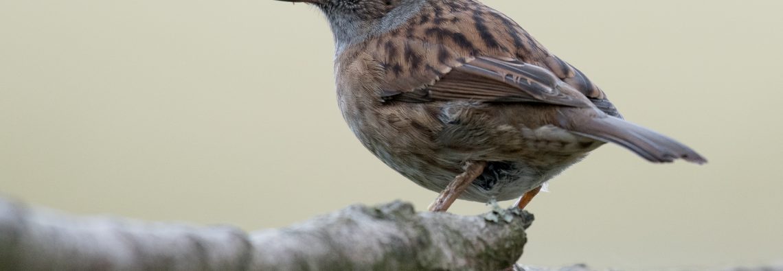 Dunnock - The Hall of Einar - photograph (c) 2016 David Bailey (not the)