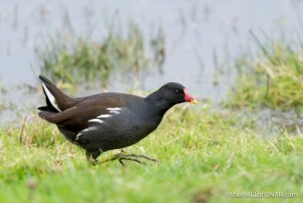 Moorhen - The Hall of Einar - photograph (c) 2016 David Bailey (not the)