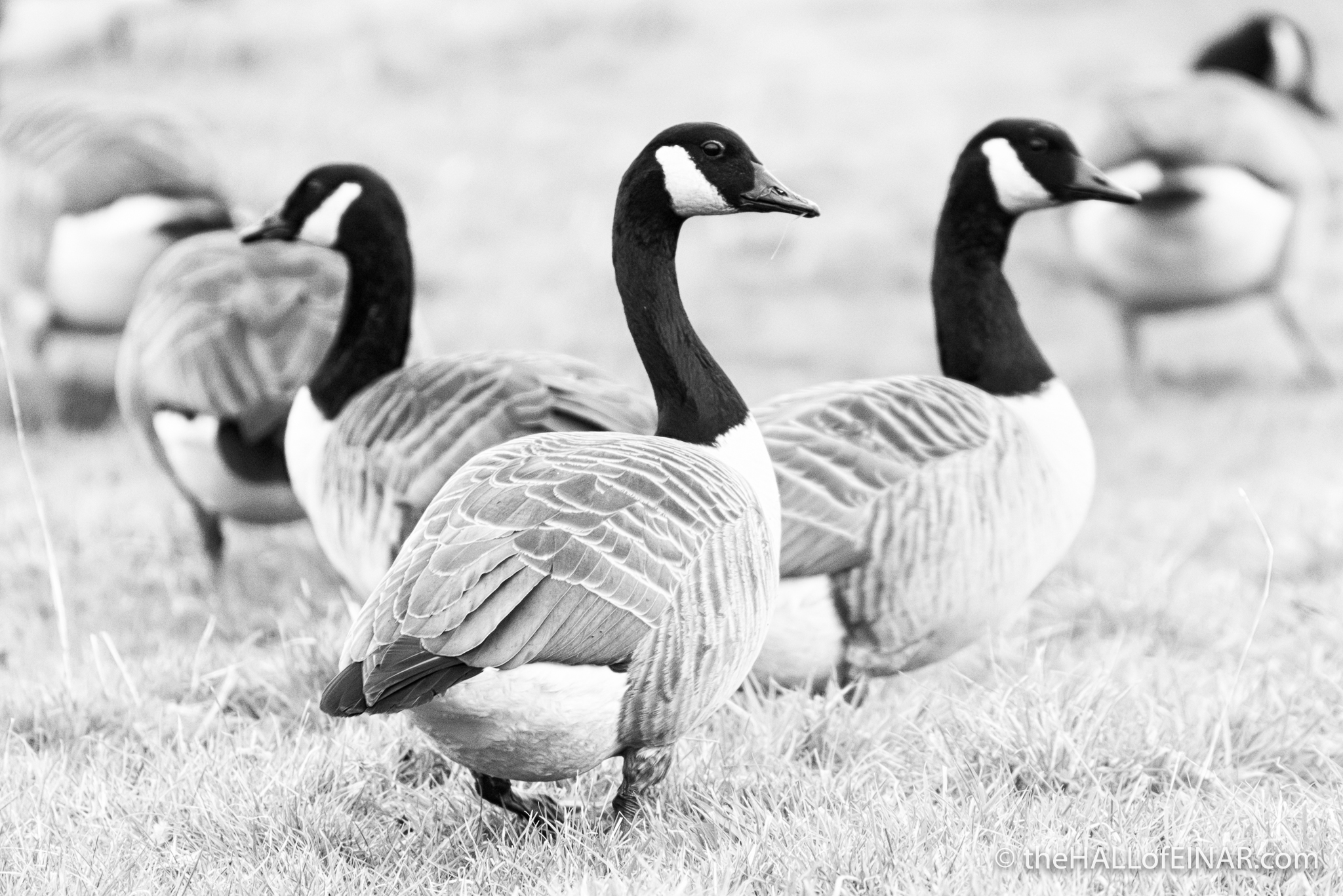 Canada Geese - The Hall of Einar - photograph (c) David Bailey (not the)