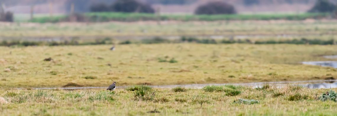 Lapwing - The Hall of Einar - photograph (c) David Bailey (not the)