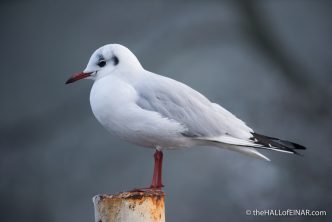 Black Headed Gull - The Hall of Einar - photograph (c) David Bailey (not the)