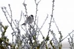 Reed Bunting - The Hall of Einar - photograph (c) David Bailey (not the)