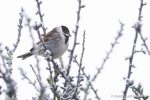 Reed Bunting - The Hall of Einar - photograph (c) David Bailey (not the)