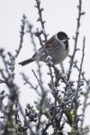 Reed Bunting - The Hall of Einar - photograph (c) David Bailey (not the)