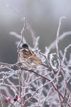 Reed Bunting - The Hall of Einar - photograph (c) David Bailey (not the)