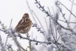 Reed Bunting - The Hall of Einar - photograph (c) David Bailey (not the)