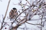 Reed Bunting - The Hall of Einar - photograph (c) David Bailey (not the)