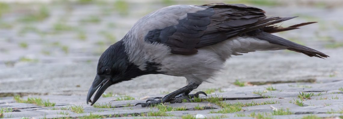 Hooded Crow - The Hall of Einar - photograph (c) David Bailey (not the)