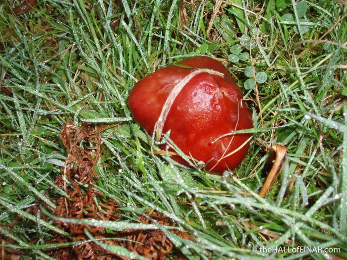 Hygrocybe punicea - The Hall of Einar - photograph (c) David Bailey (not the)