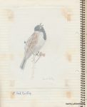 Reed Bunting text - The Hall of Einar - (c) David Bailey (not the)