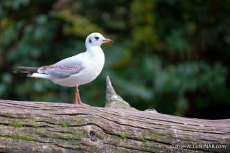 Black Headed Gull - The Hall of Einar - photograph (c) David Bailey (not the)