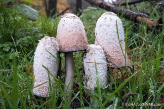 Coprinus Comatus - The Lawyer's Wig - The Hall of Einar - photograph (c) David Bailey (not the)