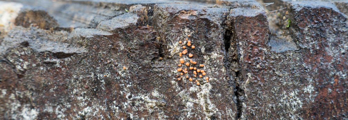 Dacrymyces deliquescens - The Hall of Einar - photograph (c) David Bailey (not the)