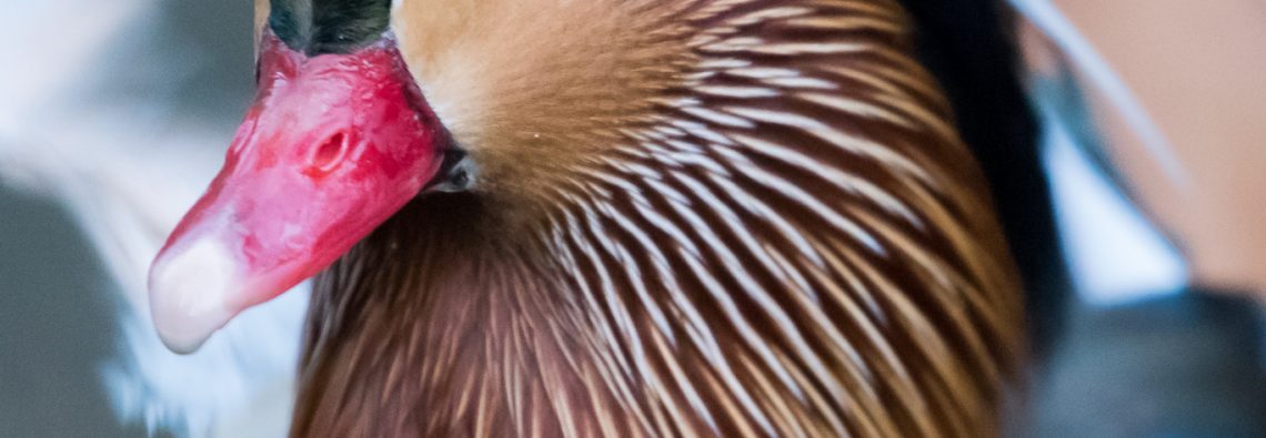 Mandarin Duck - The Hall of Einar - photograph (c) David Bailey (not the)