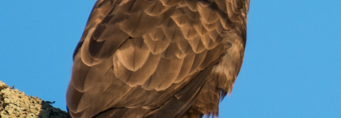 Buzzard - The Hall of Einar - photograph (c) David Bailey (not the)