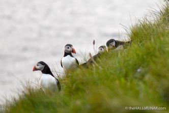 Puffins on Westray - The Hall of Einar - photograph (c) David Bailey (not the)