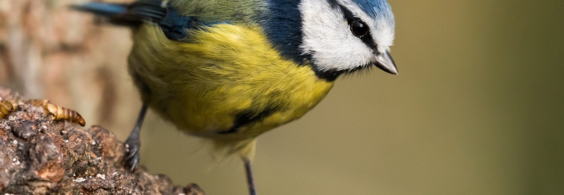 Blue Tits - The Hall of Einar - photograph (c) David Bailey (not the)