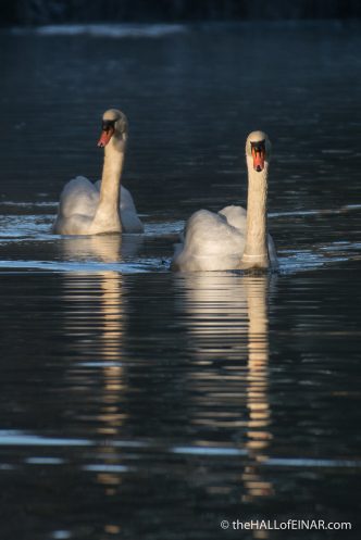 Mute Swan - The Hall of Einar - (c) David Bailey (not the)
