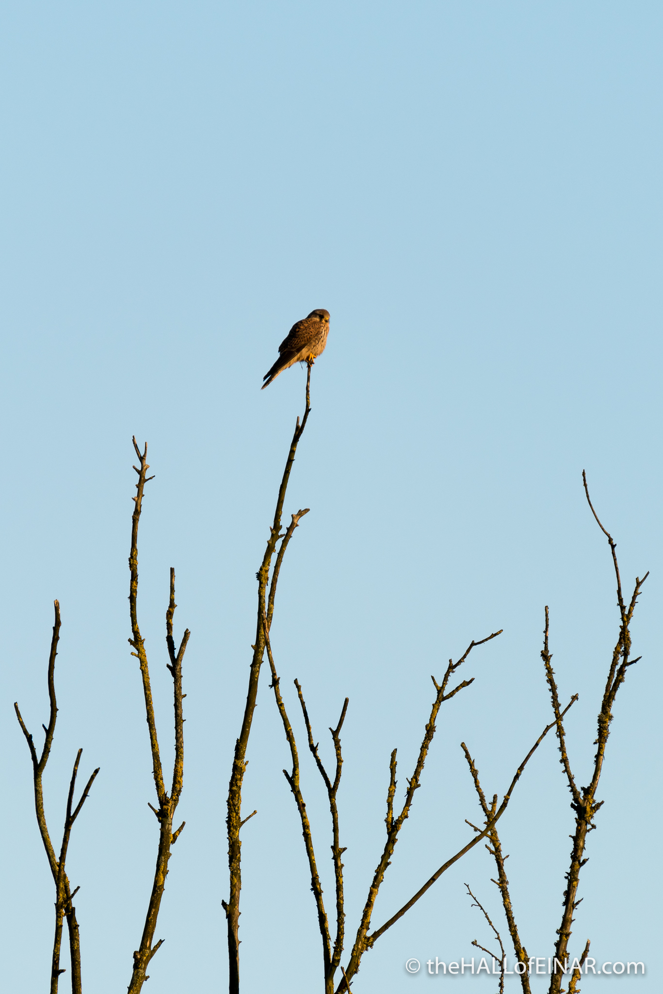 Kestrel in the treetops - The Hall of Einar - photograph (c) David Bailey (not the)