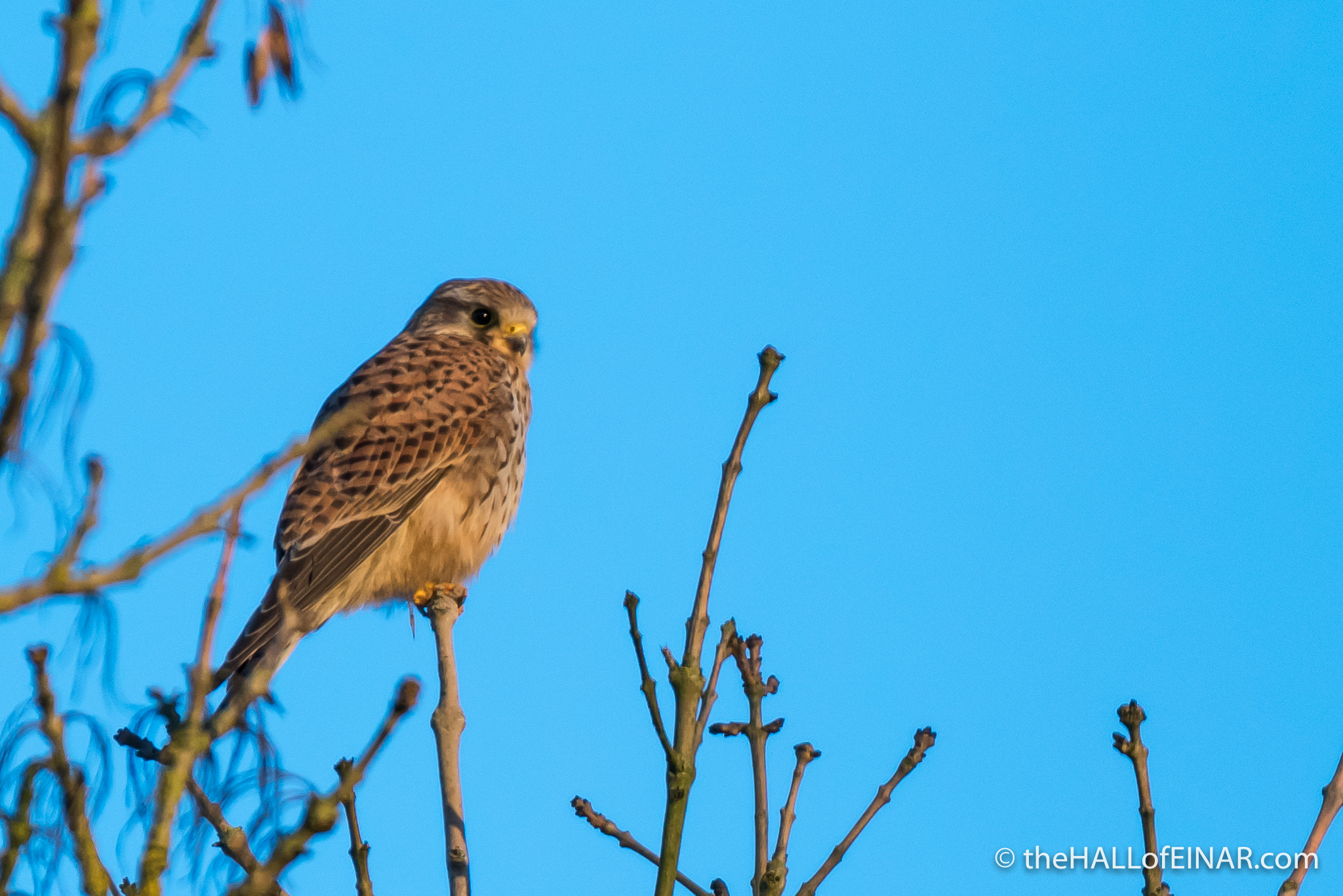 Kestrel in the treetops - The Hall of Einar - photograph (c) David Bailey (not the)