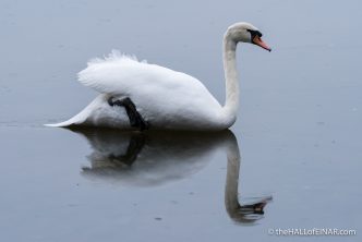 Swan Lake on Ice - The Hall of Einar - photograph (c) David Bailey (not the)