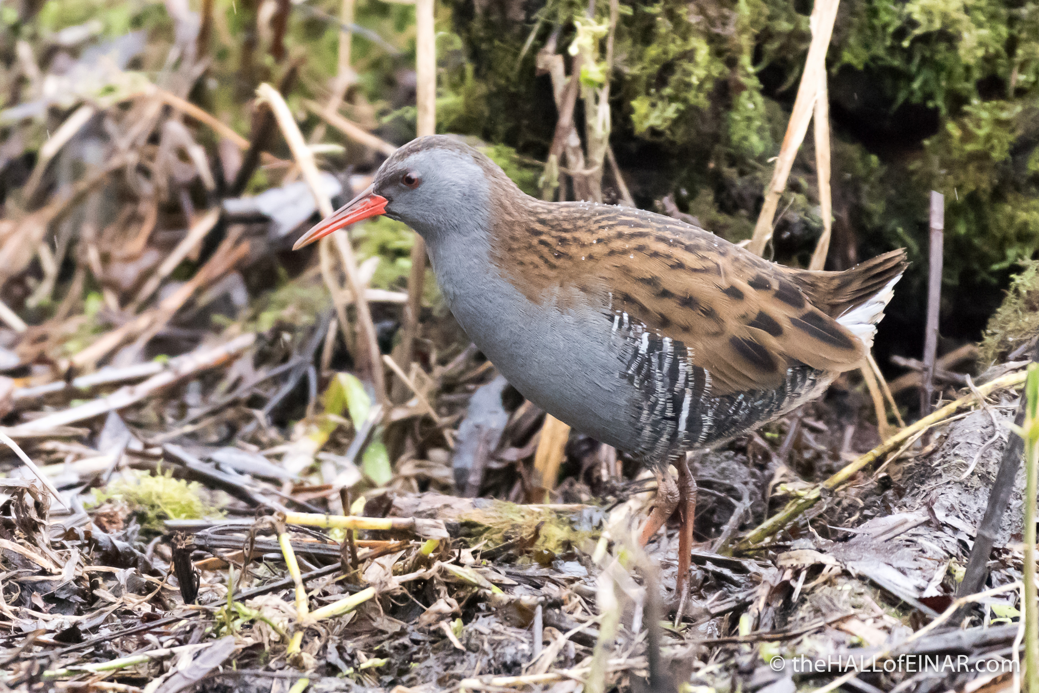 Water Rail - The Hall of Einar - photograph (c) David Bailey (not the)
