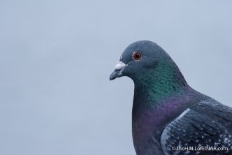 Feral Pigeon - The Hall of Einar - photograph (c) David Bailey (not the)