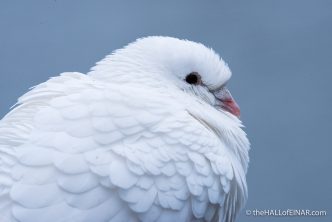 Fancy Pigeon - The Hall of Einar - photograph (c) David Bailey (not the)