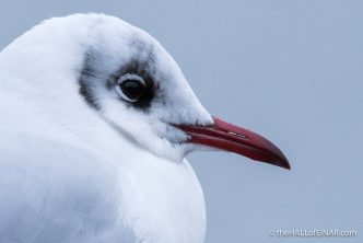 Black Headed Gull - The Hall of Einar - photograph (c) David Bailey (not the)