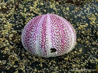 Sea Urchin - The Hall of Einar - photograph (c) David Bailey (not the)