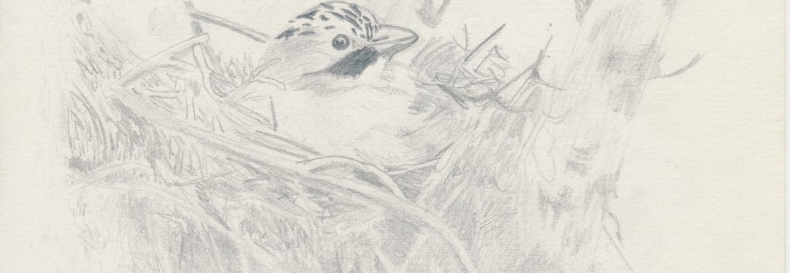 Jay - The Hall of Einar - (c) David Bailey (not the)